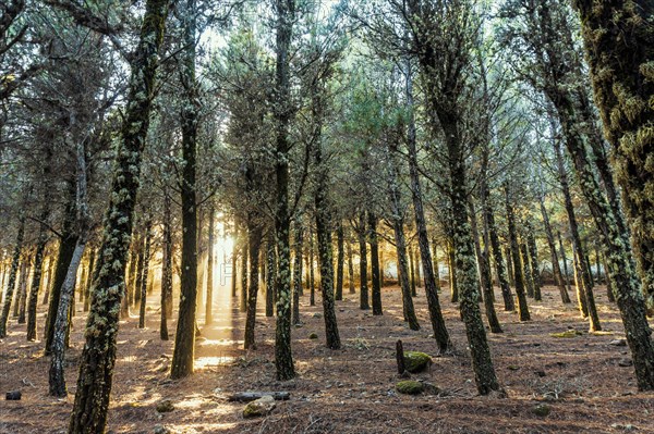 Beautiful sun rays lightening trees covered with moss in the foggy forest