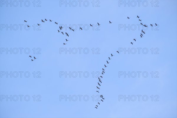 Common crane (Grus grus) flying in formation in the sky