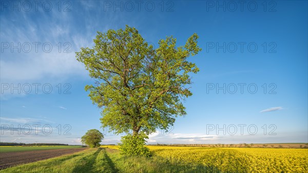 Cultivated landscape in spring