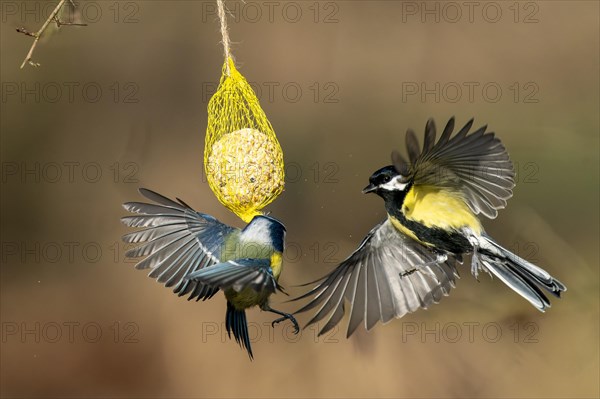 Great tit (Parus major) flies at a titmouse dumpling