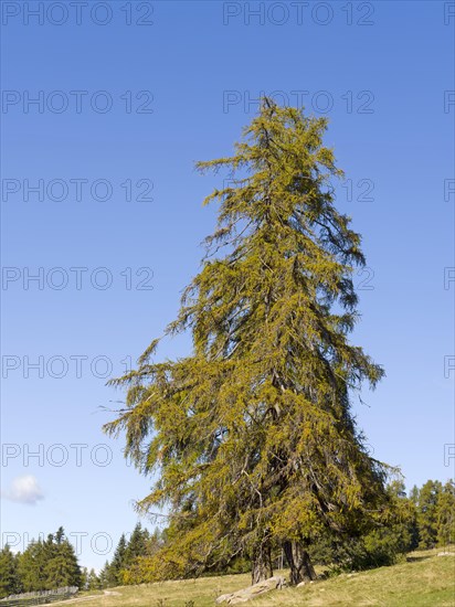 Larch meadows on the Salten