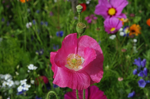 Pink or salmon-coloured flower of poppy hybrids (Papaver rhoeas L. Hybride)