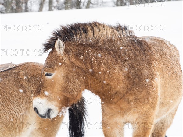 Przewalski's horses (Equus przewalskii) during snowfall in winter