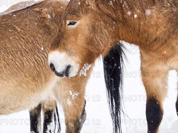 Przewalski's horses (Equus przewalskii) during snowfall in winter