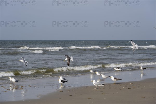 European herring gulls (Larus argentatus) foraging on the wave fringe