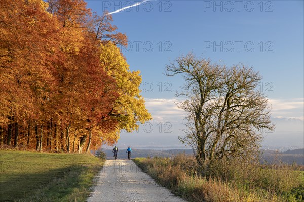 Colourful autumn colours in the forest near Liggeringen