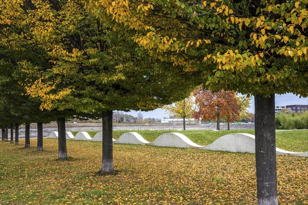 Trees with autumn leaves