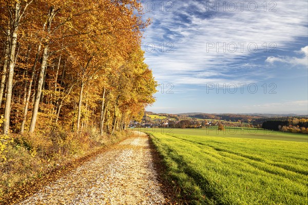 Colourful autumn colours in the forest near Liggeringen