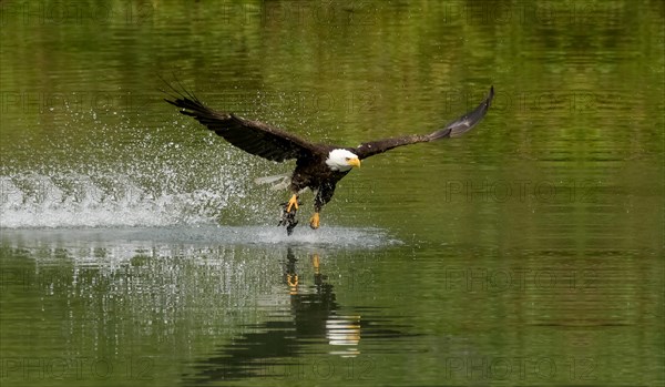 Eagle flying with a fish in its claws on the water