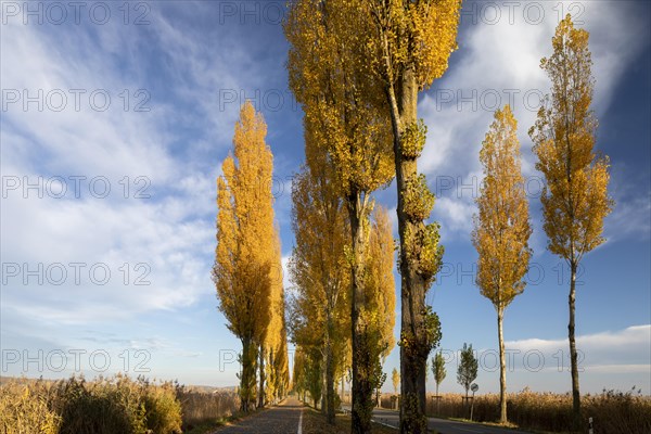 Colourful autumn leaves in the afternoon on the avenue to Reichenau Island