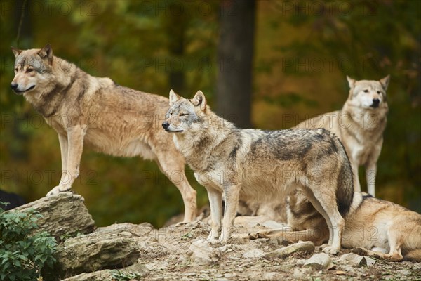 Eastern wolf (Canis lupus lycaon)