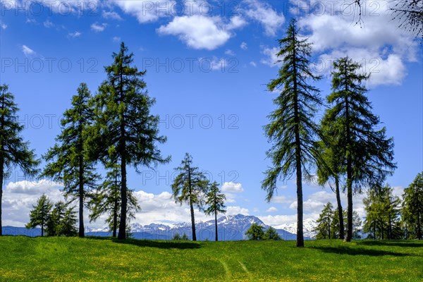 Larch meadows in spring