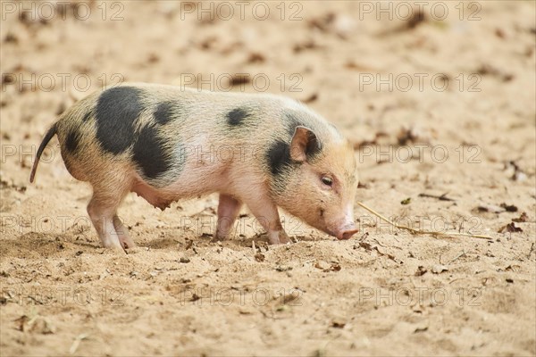 Vietnamese Pot-bellied piglets