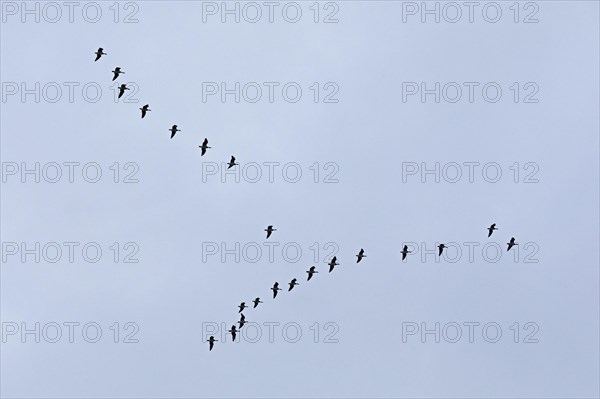 Flock of wild geese