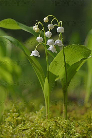 Lily Of The Valley Convallaria Majalis Photo12 imageBROKER Erhard 