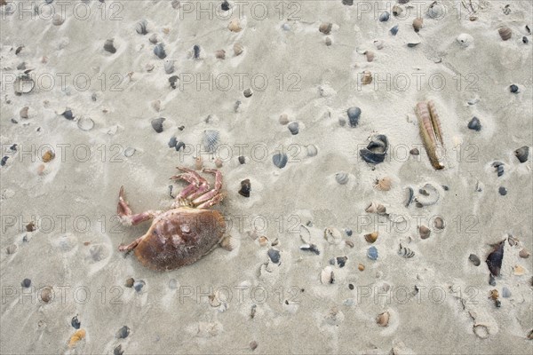 Dead european green crab (Carcinus maenas) between mussel shells on the beach