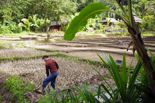 A rice farmer digs up his harvested dry field