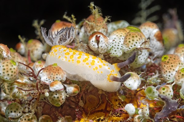 Yellow-spotted star snail (Cadlinella sp.) Nudibranch