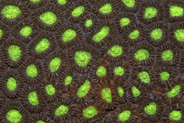 Detail of stony coral with indented polyps (Favia speciosa)