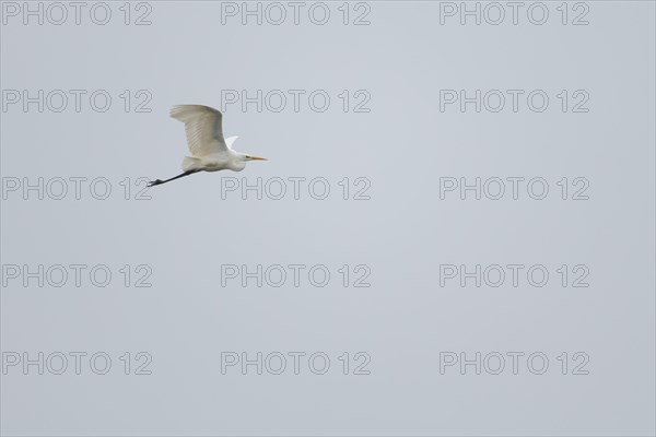 Great egret (Ardea alba) in flight