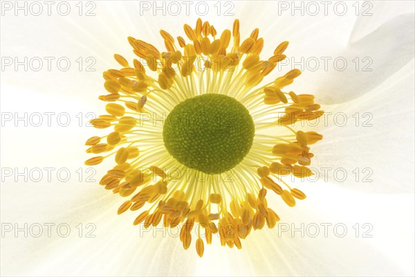 White chinese anemones (Anemone hupehensis)