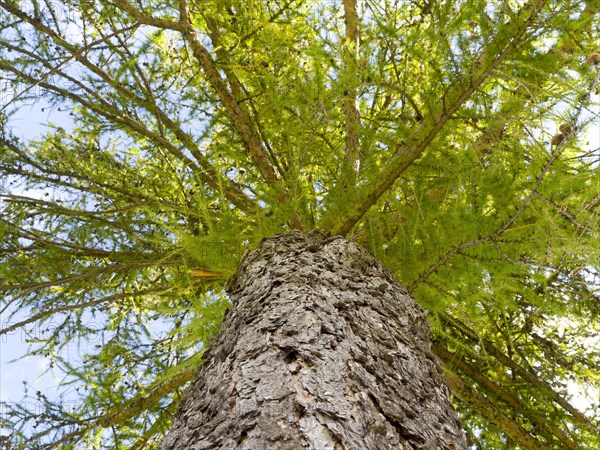 European larch (Larix decidua)