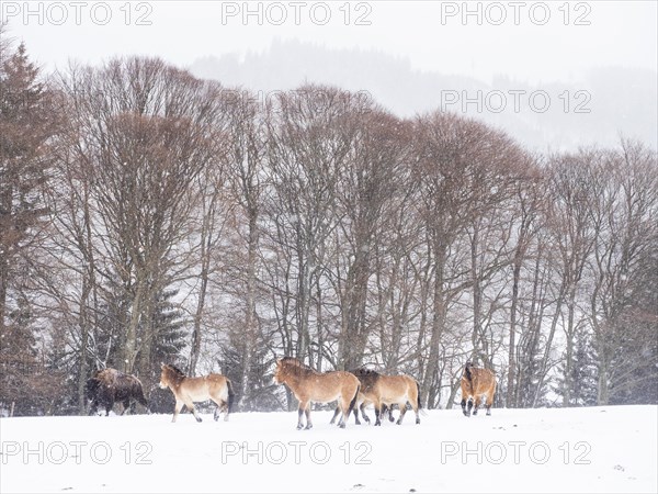 American bison (Bos bison) and przewalski's horses (Equus przewalskii) during snowfall in winter