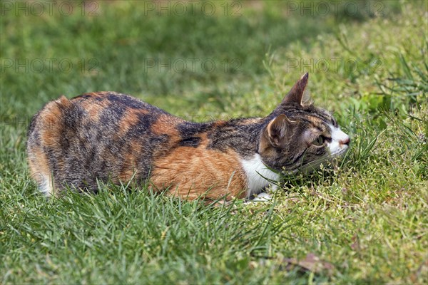 European shorthair