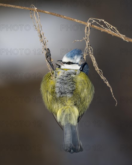 Blue tit (Cyanistes caeruleus) hangs on old fruiting stinging nettle (Urtica dioica)