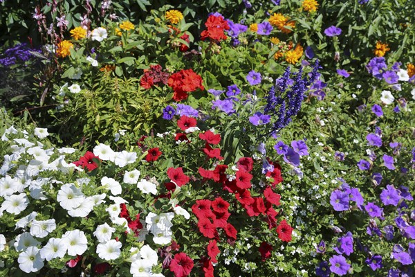 Petunias (Petunia)