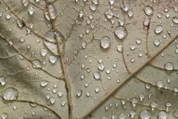 Maple (Acer) with water droplet