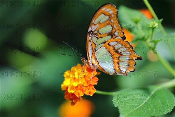 Malachite butterfly (Siproeta stelenes) on a flower