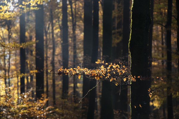 Afternoon sun in the beech forest near Liggeringen