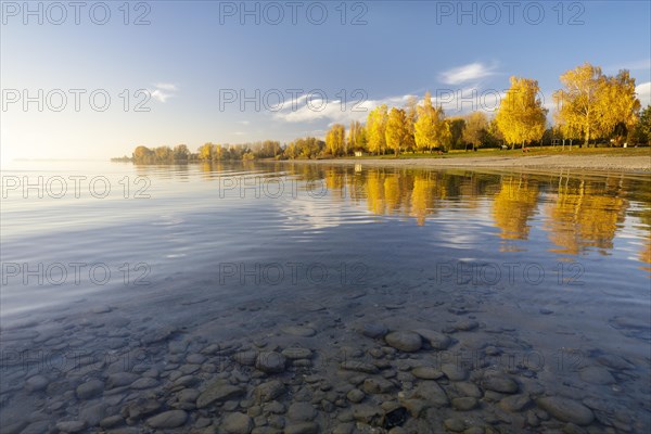 Bright autumn leaves in the afternoon on the shore in Hegne