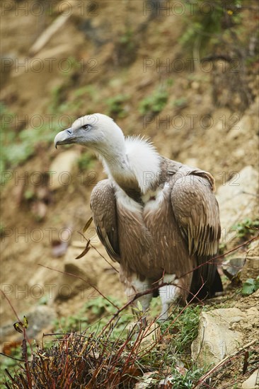 Griffon vulture (Gyps fulvus) standing on a rock