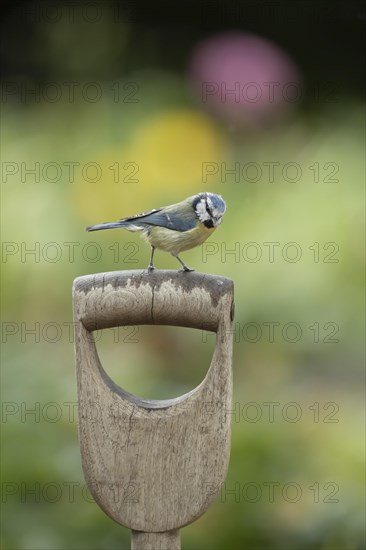 Blue tit (Cyanistes Caeruleus)