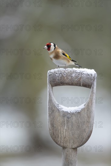 Goldfinch (Carduelis carduelis)