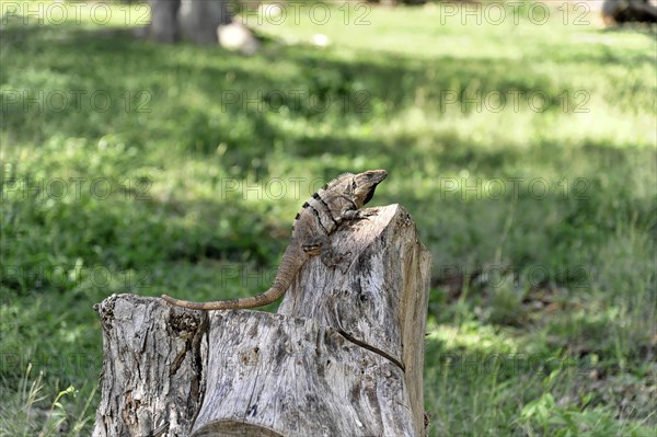 Iguana on the grounds