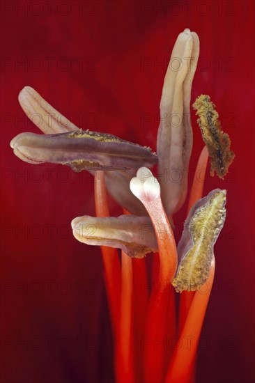 Red amaryllis