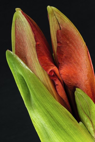 Red amaryllis