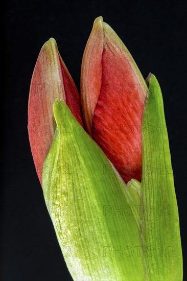 Red amaryllis