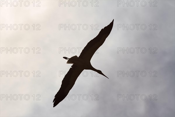 White stork (Ciconia ciconia) in flight