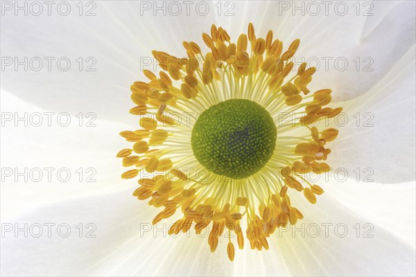 White chinese anemones (Anemone hupehensis)