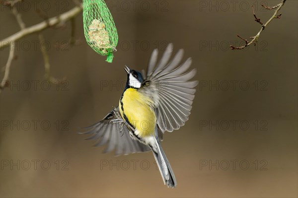 Great tit (Parus major) flies at a titmouse dumpling