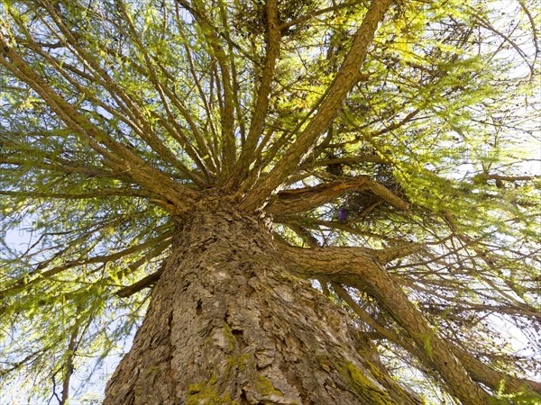 European larch (Larix decidua)