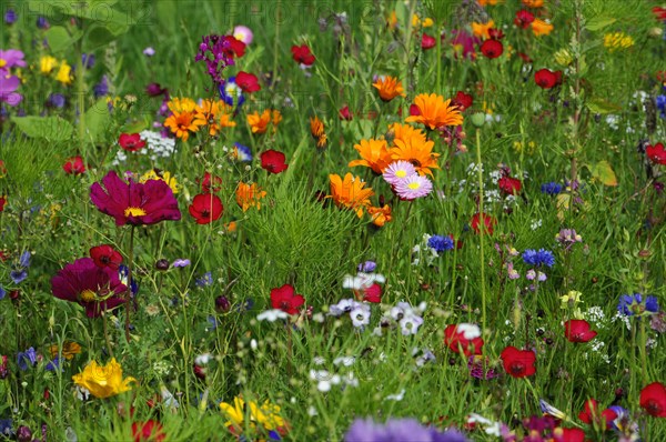 Summer flower meadow