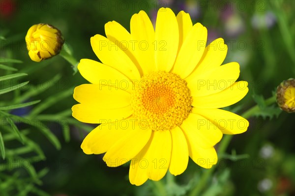 Flower of the golden marguerite (Anthemis tinctoria)