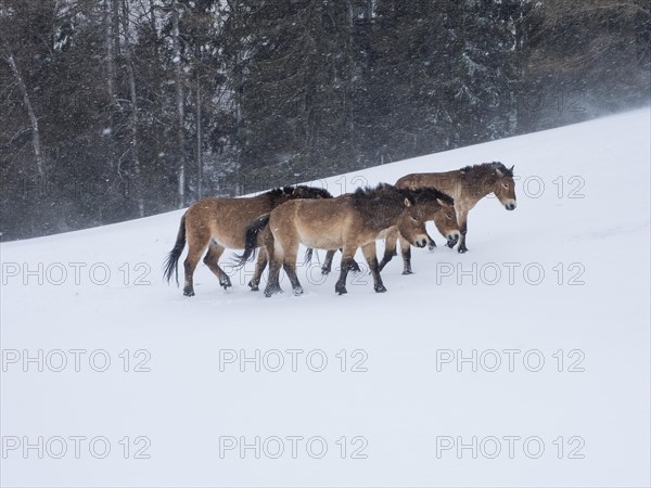 Przewalski's horses (Equus przewalskii) during snowfall in winter