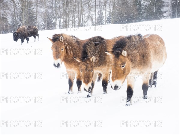 American bison (Bos bison) and przewalski's horses (Equus przewalskii) during snowfall in winter