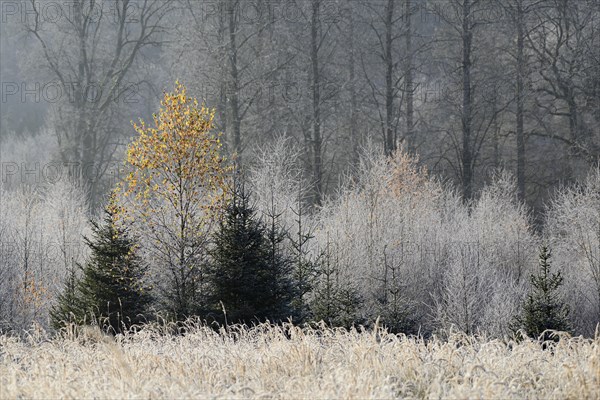 Forest clearing